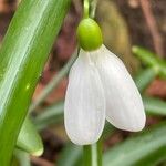 Galanthus plicatus 花