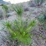 Pinus canariensis List