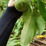 Annona amazonica Φρούτο