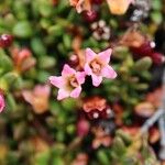 Kalmia procumbens 花