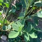 Medicago rigidula Leaf