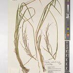 Leptochloa caudata Other