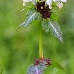 Lamium bifidum Leaf