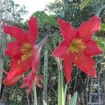 Hippeastrum puniceum Floare