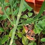 Falcaria vulgaris പുറംതൊലി