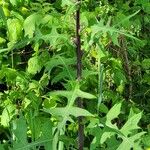 Lactuca biennis Leaf