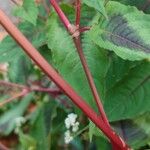 Persicaria microcephala Kôra