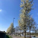 Pyrus calleryana Hábito