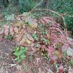 Rhus copallinum Habitat