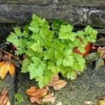 Tanacetum parthenium Levél