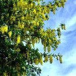 Laburnum anagyroides Συνήθη χαρακτηριστικά