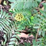 Calliandra surinamensis Flor