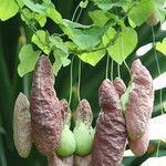 Aristolochia gigantea Flower