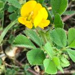 Medicago rigidula ഇല