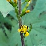 Ligularia przewalskii Flower