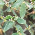 Polygonum arenastrum Folha