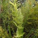 Dryopteris athamantica Leaf