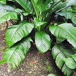 Spathiphyllum wendlandii Hoja