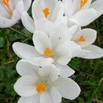 Crocus vernus Квітка