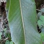 Niphidium crassifolium Blad