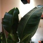 Strelitzia nicolai Hoja