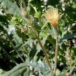 Mentzelia involucrata Habit