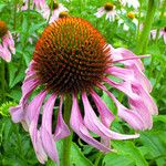 Echinacea purpurea Květ