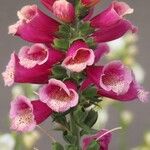 Digitalis thapsi Kwiat