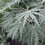 Jatropha multifida Blad