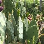 Opuntia stricta Leaf