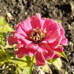 Zinnia elegansBlomst