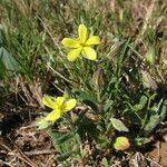 Helianthemum salicifolium Лист