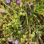 Phacelia distans Leaf