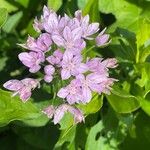 Allium unifolium Blüte