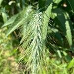 Elymus canadensis 葉