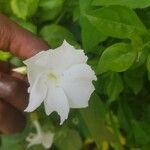 Thunbergia fragrans Blomst