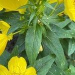 Oenothera fruticosa برگ