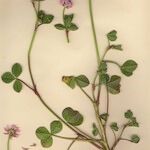 Trifolium isthmocarpum Yeri