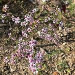 Symphyotrichum cordifoliumFlor