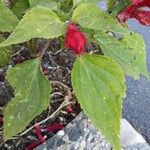 Salvia splendens Leaf