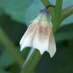 Physalis angulata Fleur