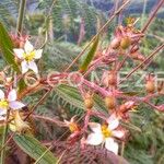 Tibouchina longifolia Flor