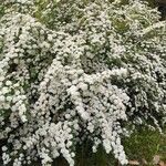 Spiraea × vanhoutteiFlower