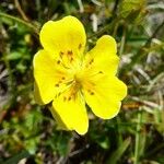 Potentilla grandiflora Flor