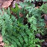 Dryopteris intermedia Hoja