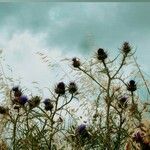 Cynara humilis Flor