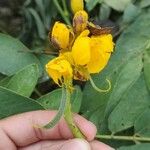 Senna alataBloem