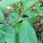 Solanum nigricans