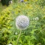 Echinops exaltatus Fiore