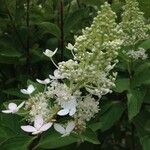 Hydrangea paniculata Kvet